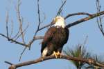 Bald Eagles