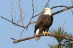 Bald Eagles