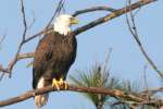 Bald Eagles