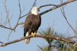 Bald Eagles