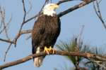 Bald Eagles