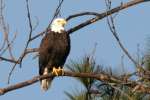 Bald Eagles