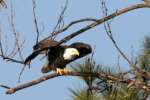 Bald Eagles