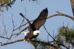 Bald Eagles