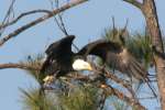 Bald Eagles