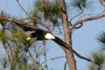 Bald Eagles