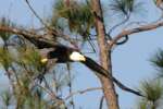 Bald Eagles