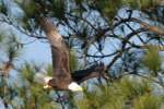 Bald Eagles