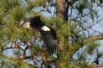 Bald Eagles