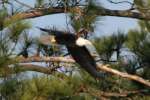 Bald Eagles