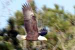 Bald Eagles