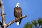 Bald Eagles