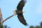 Bald Eagles