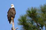 Bald Eagles