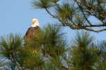 Bald Eagles