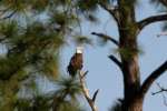 Bald Eagles