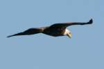 Juvenile Bald Eagle