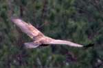 Juvenile Eagle