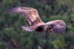 Juvenile Eagle