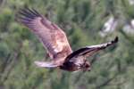 Juvenile Eagle