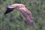 Juvenile Eagle