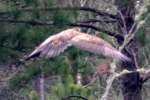 Juvenile Eagle