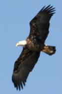 Juvenile Bald Eagle