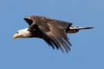 Juvenile Bald Eagle