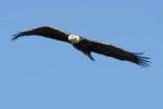 Juvenile Bald Eagle