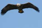 Juvenile Bald Eagle