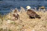 Juvenile Bald Eagle