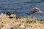 Juvenile Bald Eagle