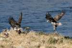 Juvenile Bald Eagle