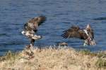 Juvenile Bald Eagle