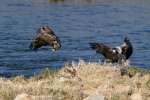 Juvenile Bald Eagle