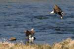 Juvenile Bald Eagle