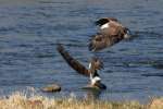 Juvenile Bald Eagle