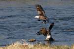 Juvenile Bald Eagle