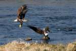 Juvenile Bald Eagle