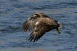 Juvenile Bald Eagle