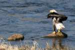 Juvenile Bald Eagle