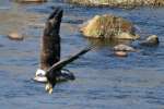 Juvenile Bald Eagle