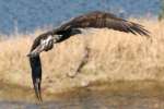 Juvenile Bald Eagle