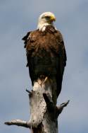 Bald Eagle