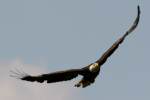 Juvenile Bald Eagle