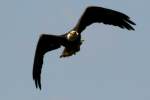 Juvenile Bald Eagle