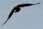 Juvenile Bald Eagle