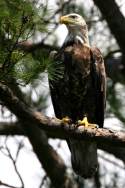 Juvenile Bald Eagle