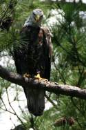 Juvenile Bald Eagle