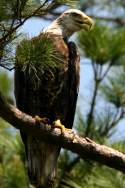 Juvenile Bald Eagle